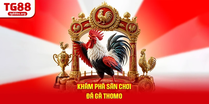 Khám phá sân chơi đá gà Thomo