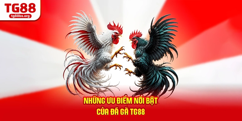 Những ưu điểm nổi bật của đá gà TG88