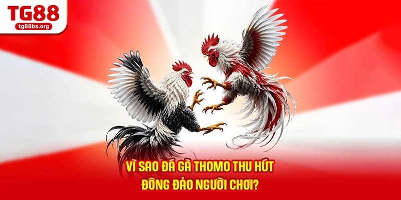 Vì sao đá gà Thomo thu hút đông đảo người chơi?