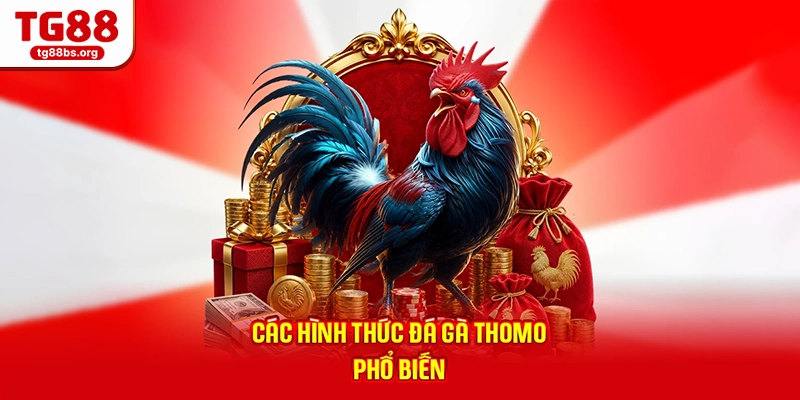 Các hình thức đá gà Thomo phổ biến