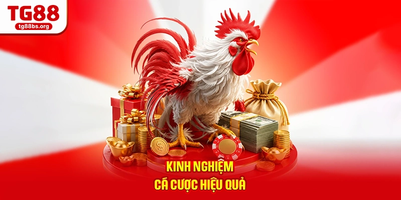 Kinh nghiệm cá cược hiệu quả