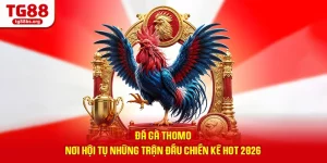 Đá Gà Thomo - Nơi Hội Tụ Những Trận Đấu Chiến Kê Hot 2026